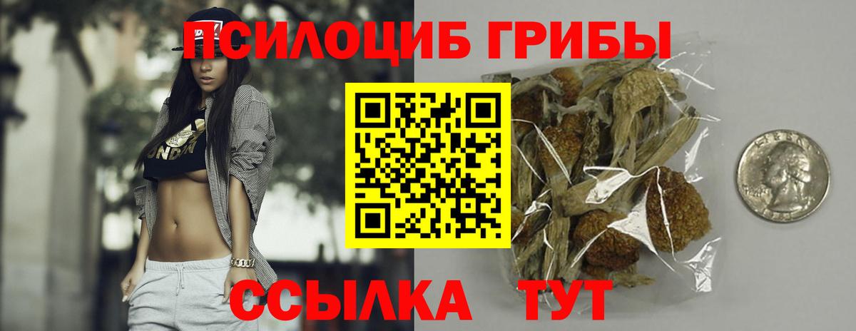 Кингисепп  Галлюциногенные грибы Psilocybine cubensis  Вход с VPN 